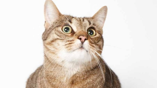 Illustration for article titled Adorable Adoptable Animals in Accessories Will Make Your Eyes Leak
